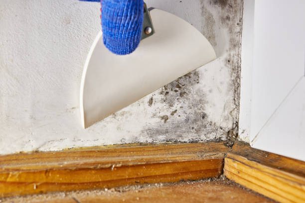 Best Forensic Mold Investigation  in Frederic, WI